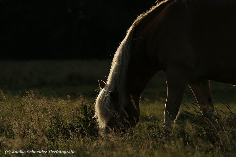 im Abendlicht