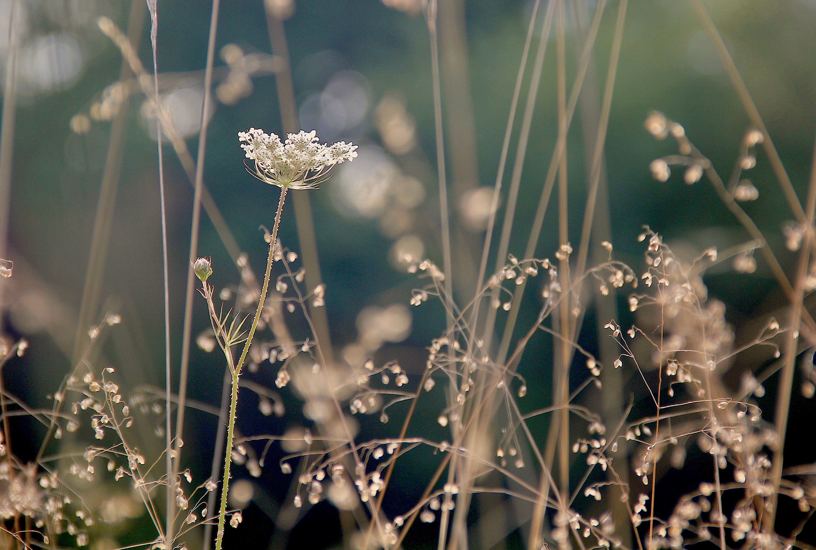 Im Abendlicht