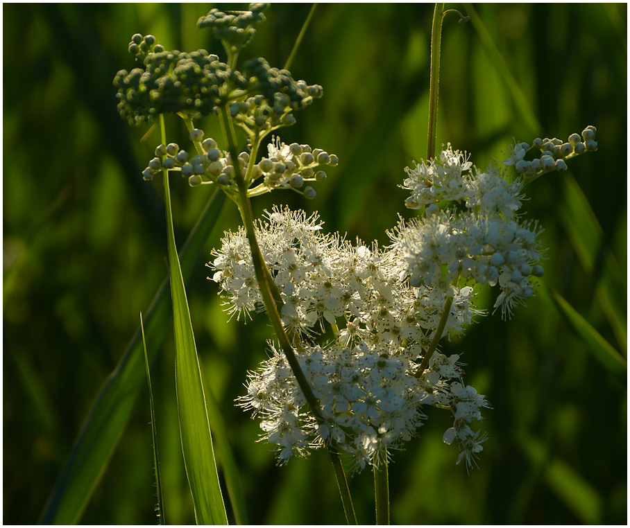 im Abendlicht