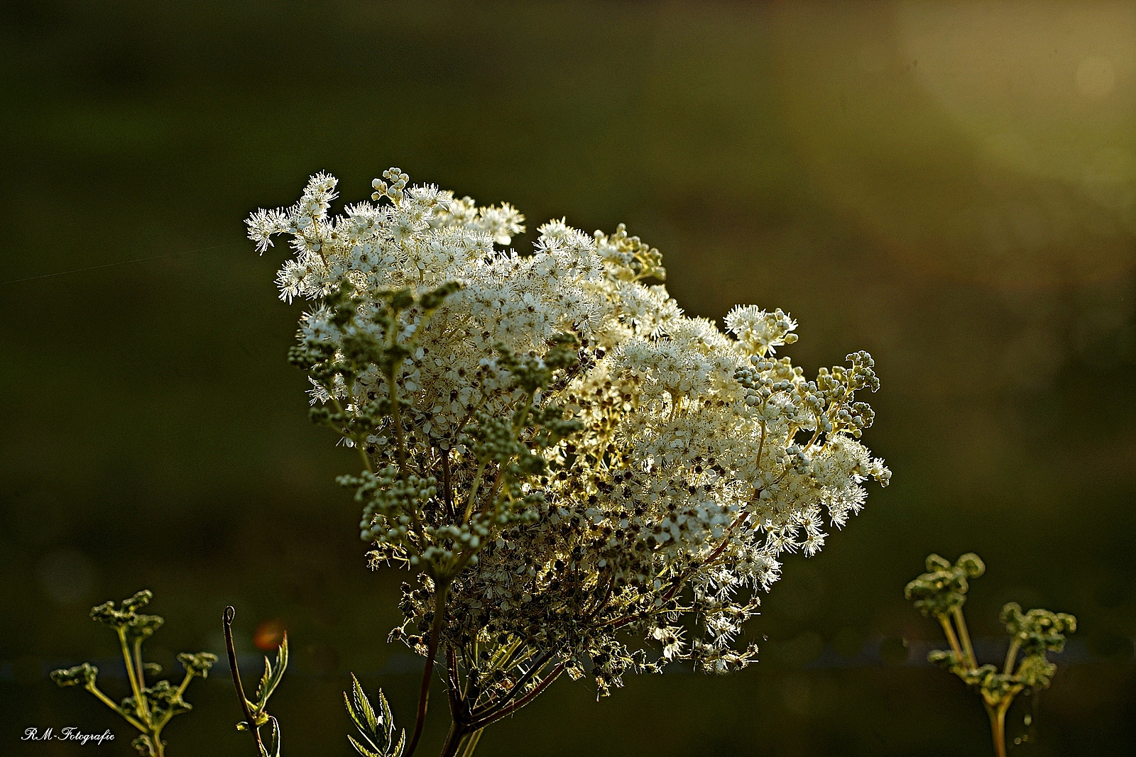 im Abendlicht