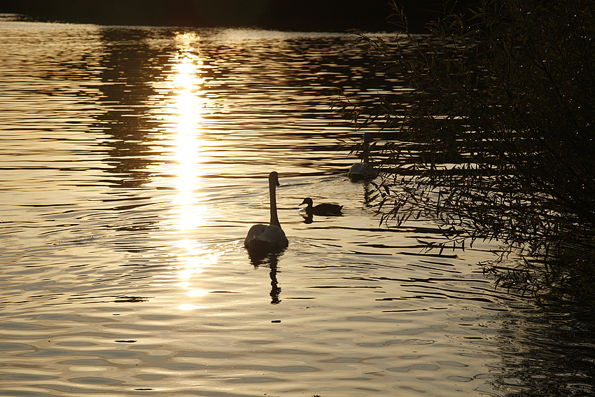 Im Abendlicht