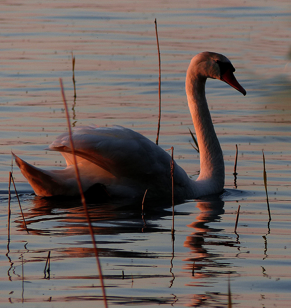 Im Abendlicht am Arendsee