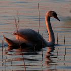 Im Abendlicht am Arendsee