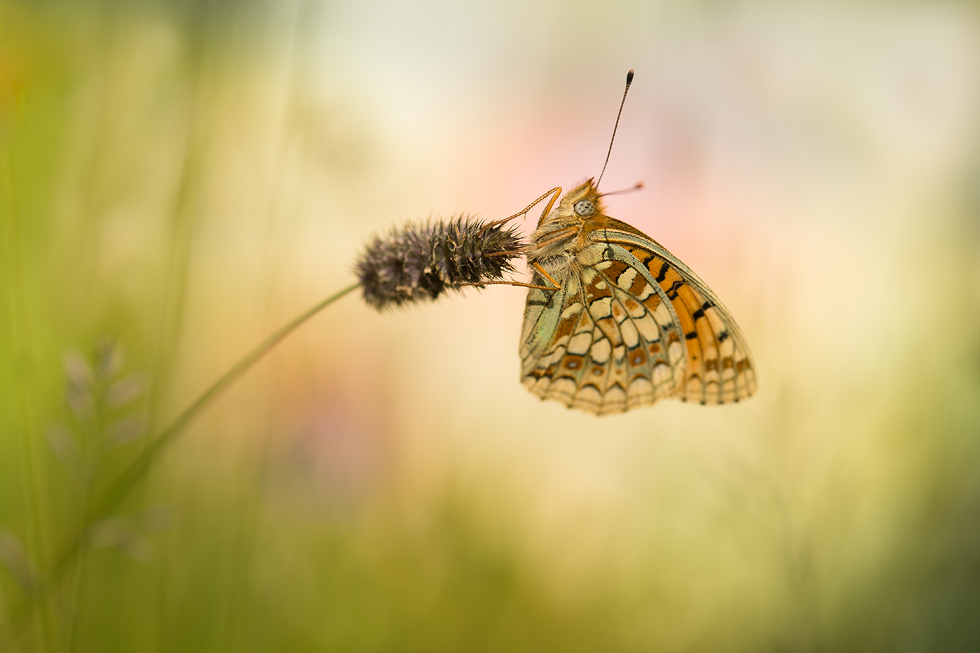 Im Abendlicht... Argynnis niobe