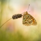 Im Abendlicht... Argynnis niobe