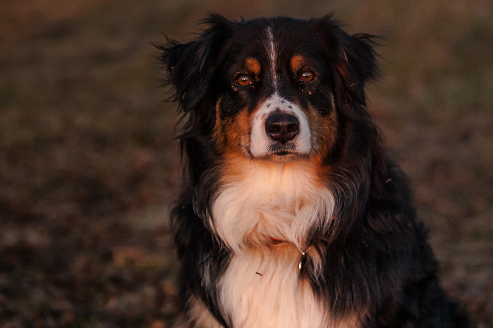 Im Abendlicht .. Berner Sennenhund