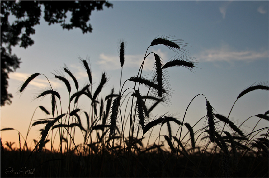 Im Abendlicht