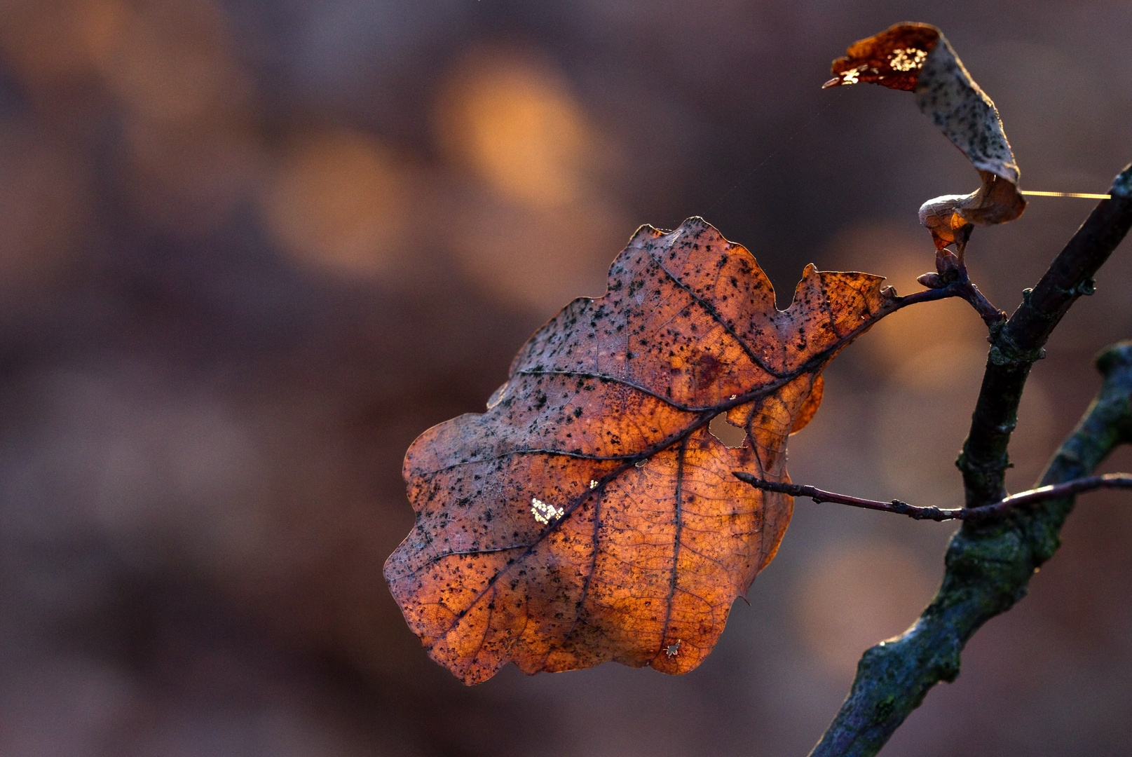 Im Abendlicht