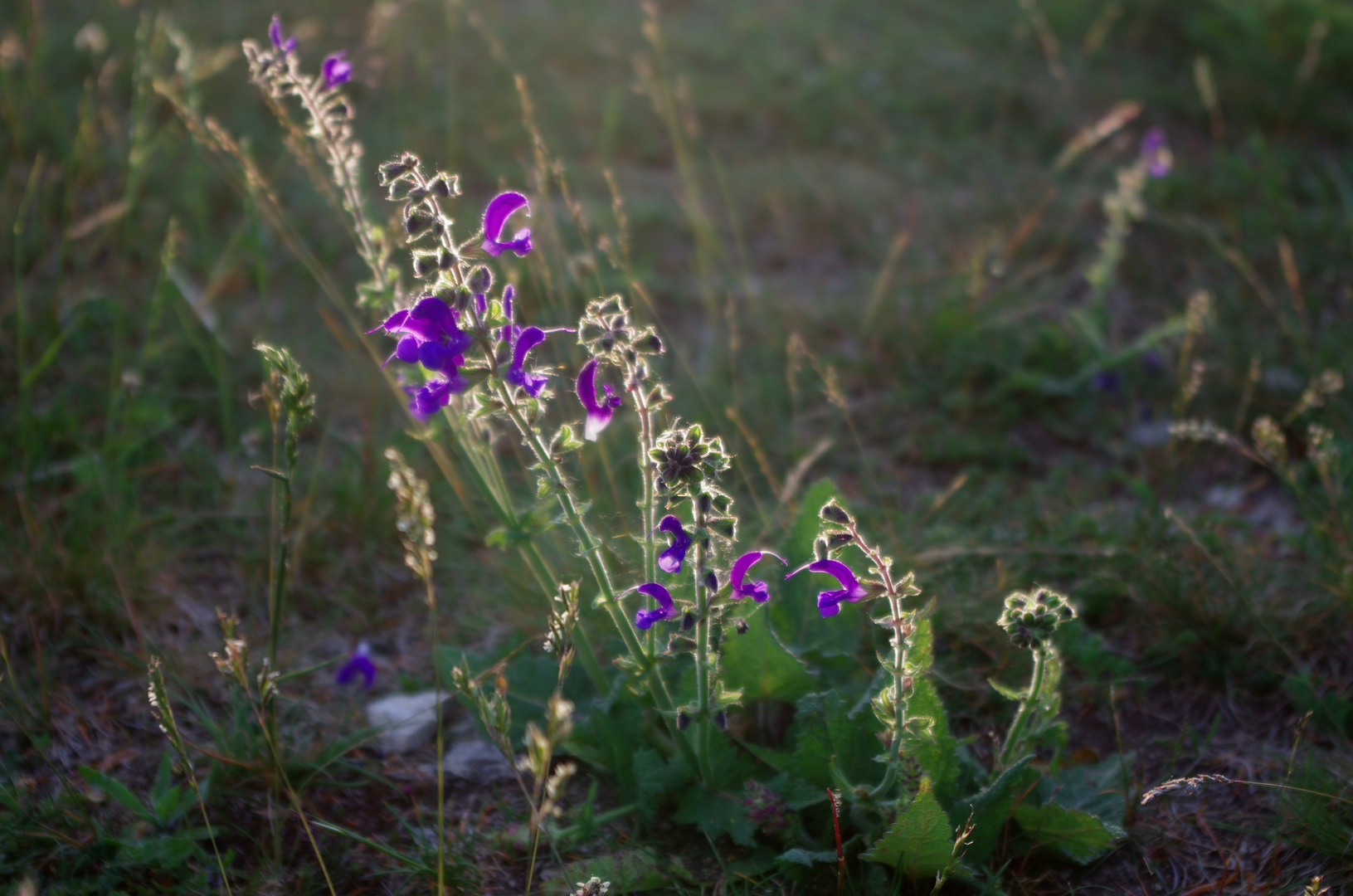 Im Abendlicht