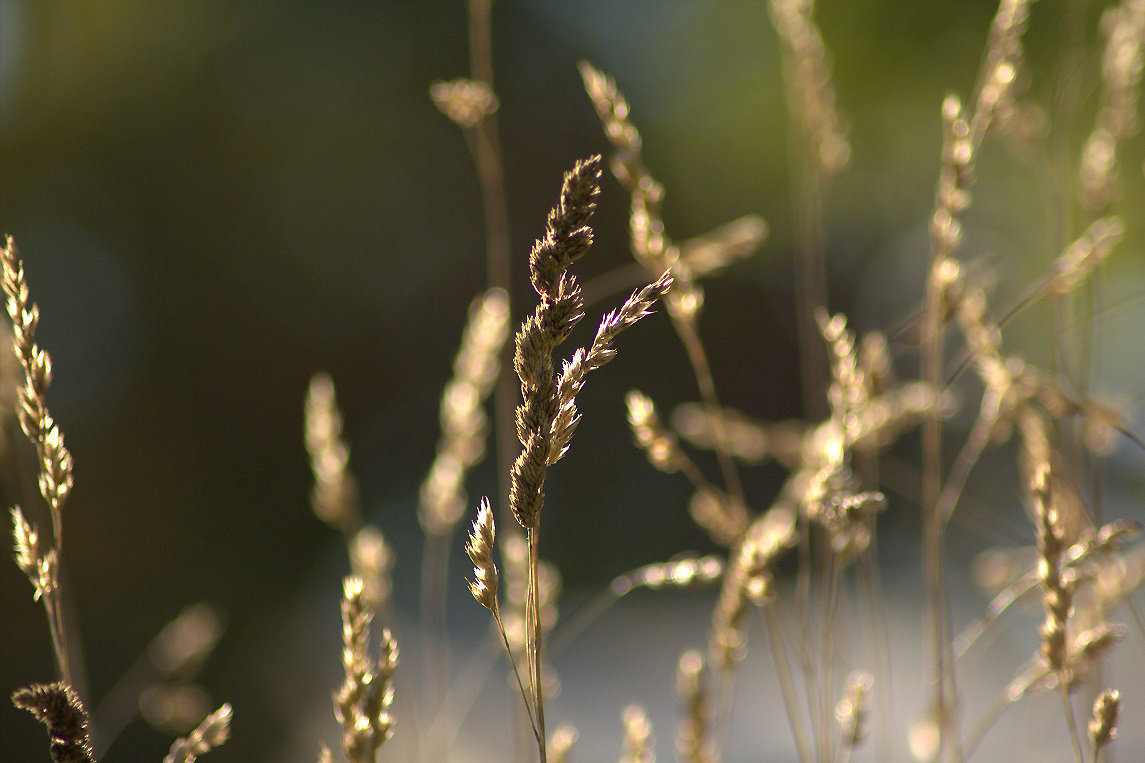 Im Abendlicht