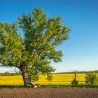 Im Abendlicht       (Einladung zum Freitagstreff)