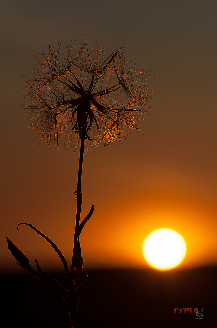 *** Im Abendlicht ***