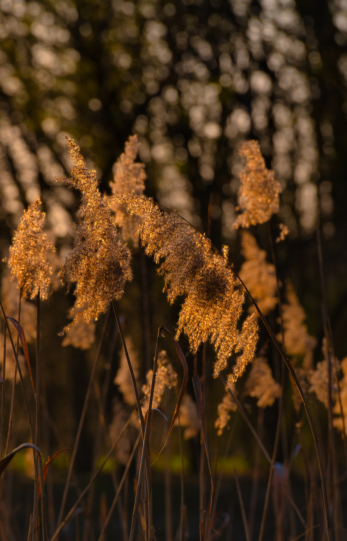 im Abendlicht