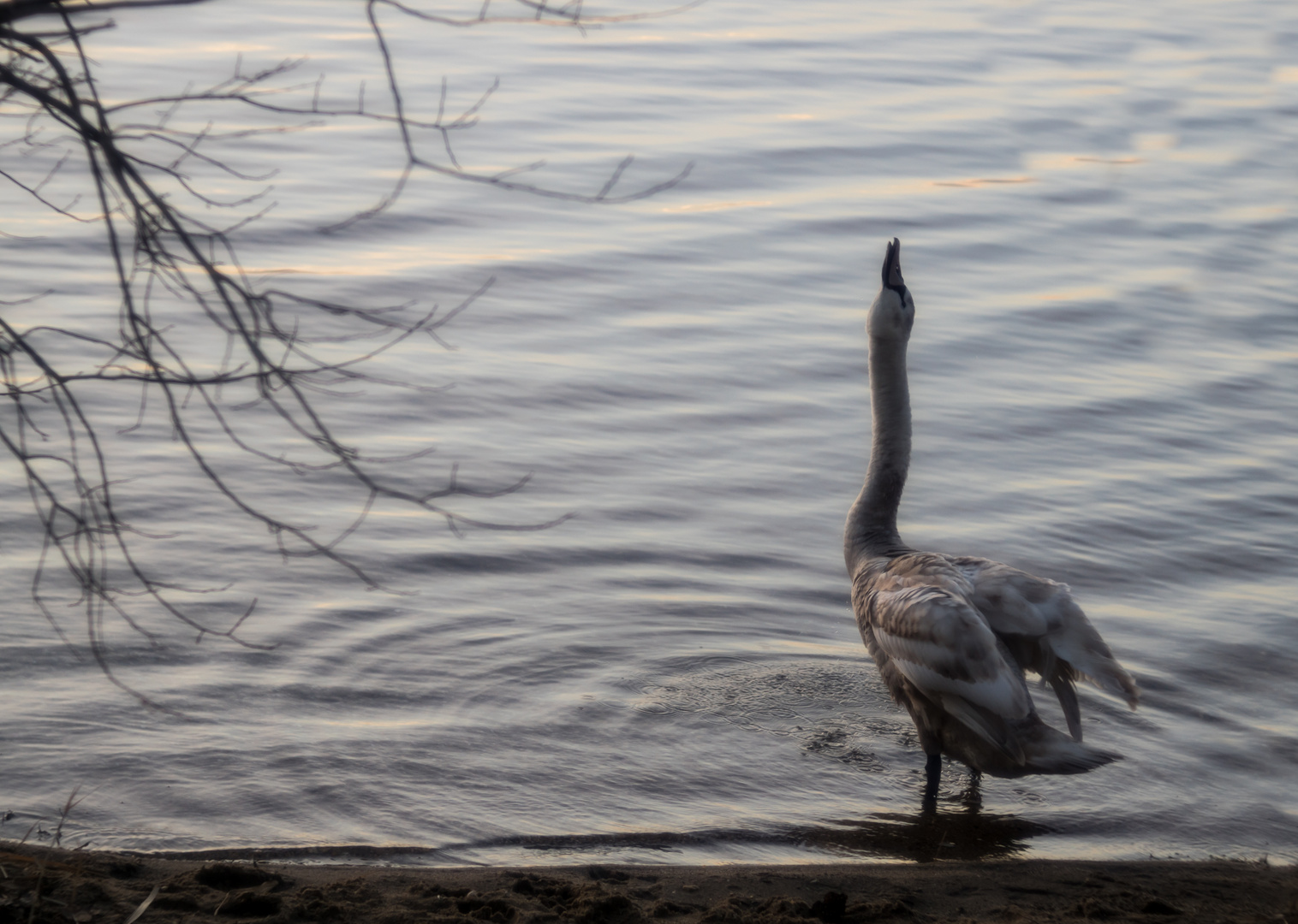 Im Abendlicht