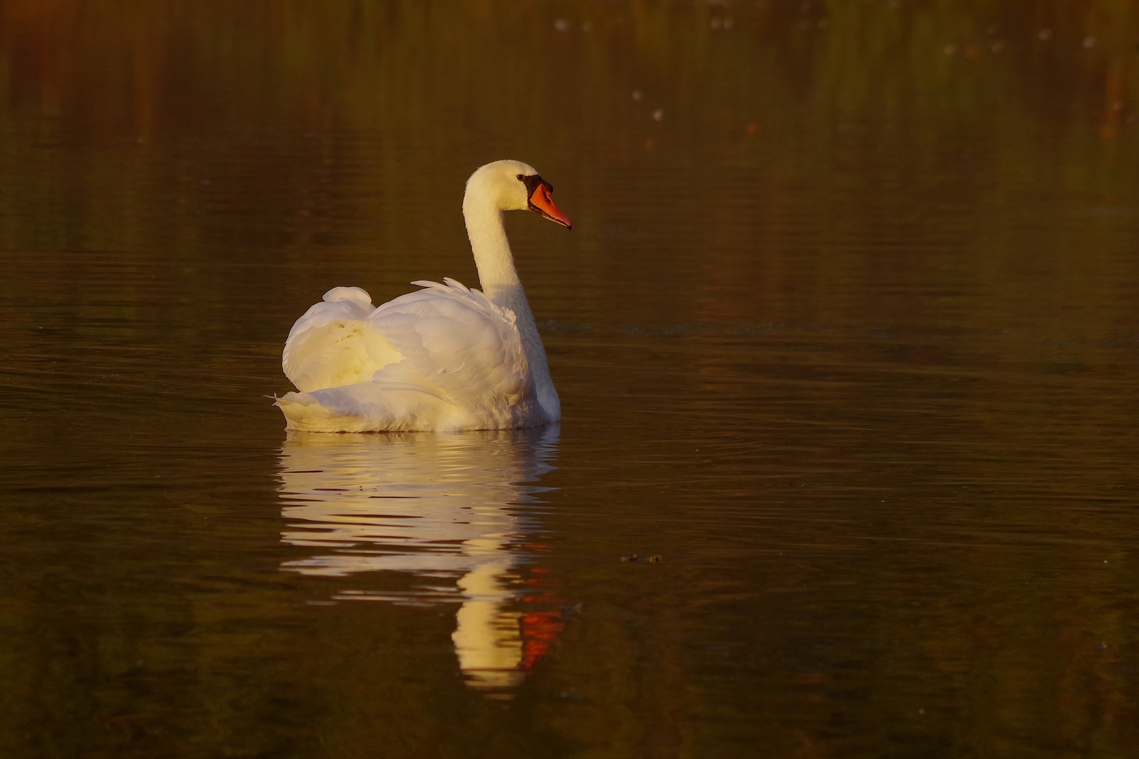 im Abendlicht gespiegelt