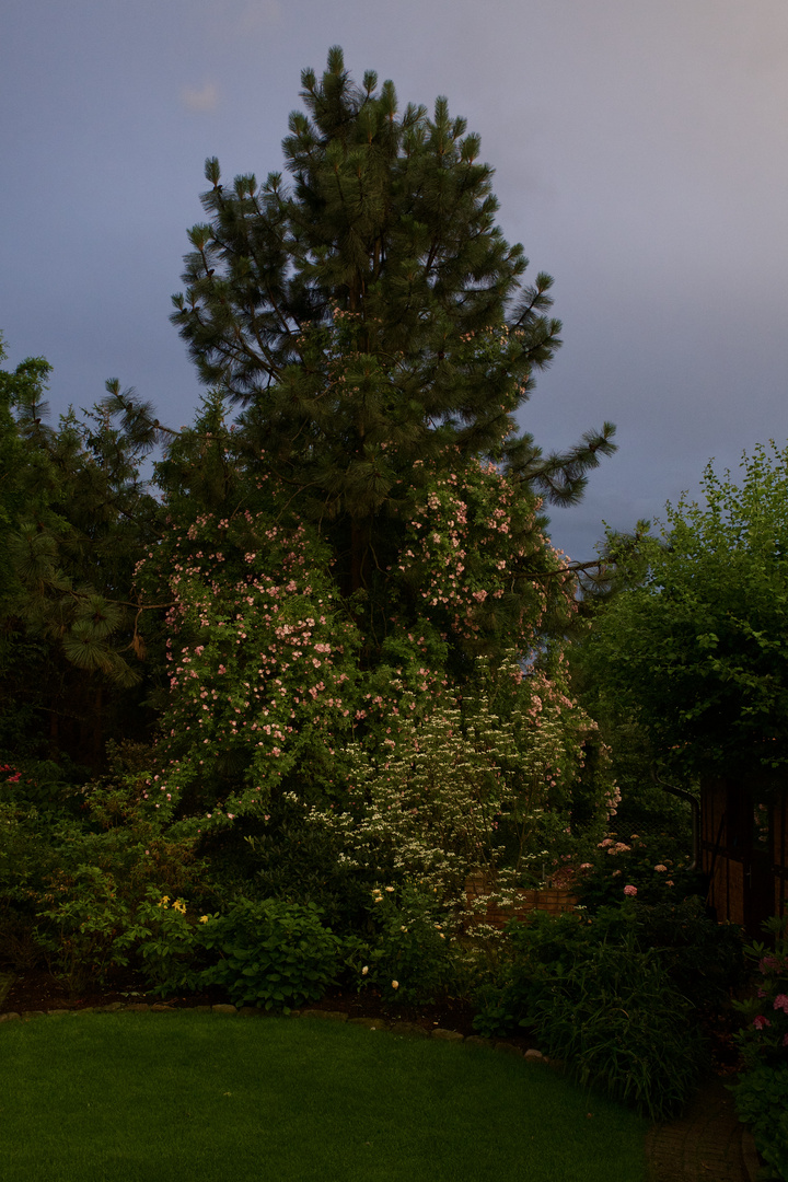 im Abendlicht kommt die Rose erst richtig zur Geltung