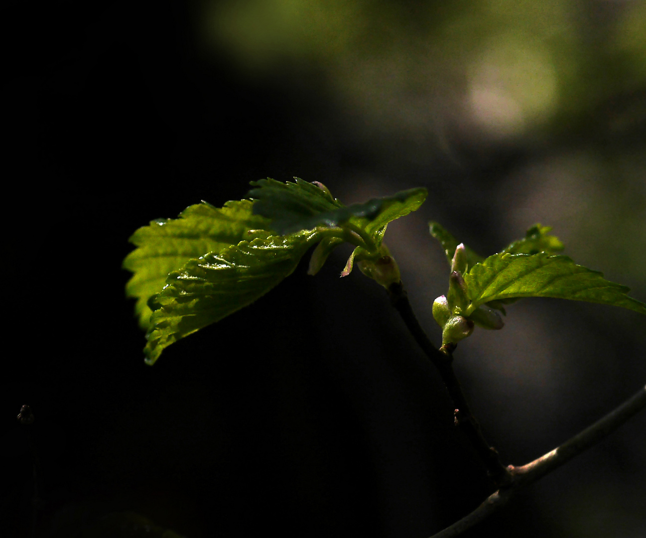 im Abendlicht...1