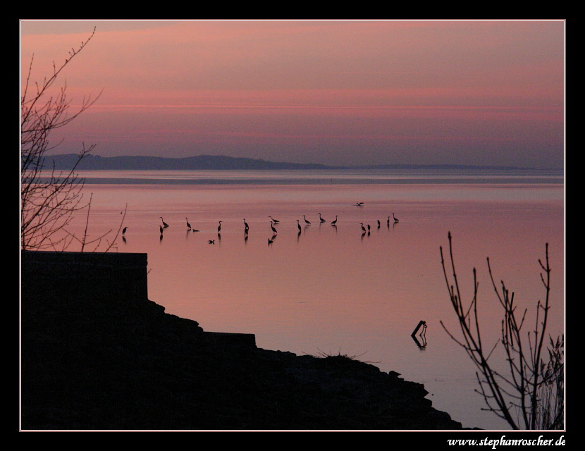 Im Abendreich der Reiher