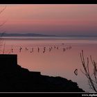 Im Abendreich der Reiher