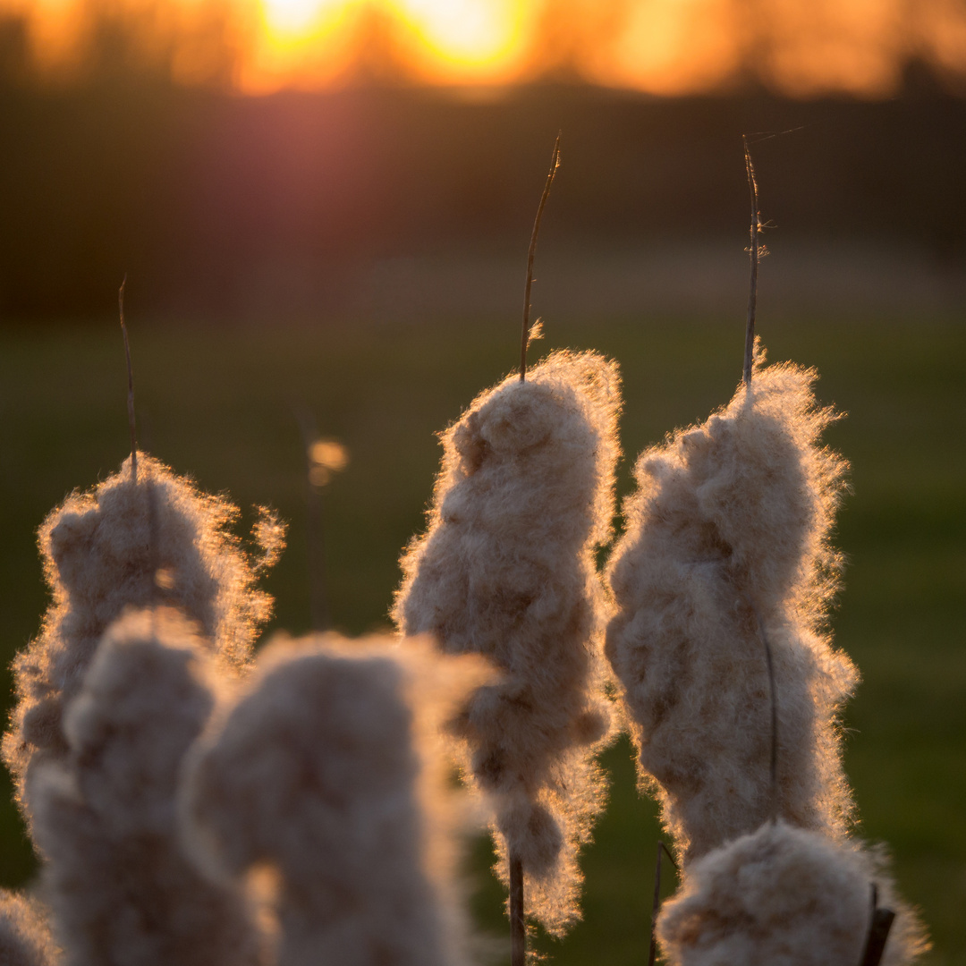 Im Abendsonnengegenlicht