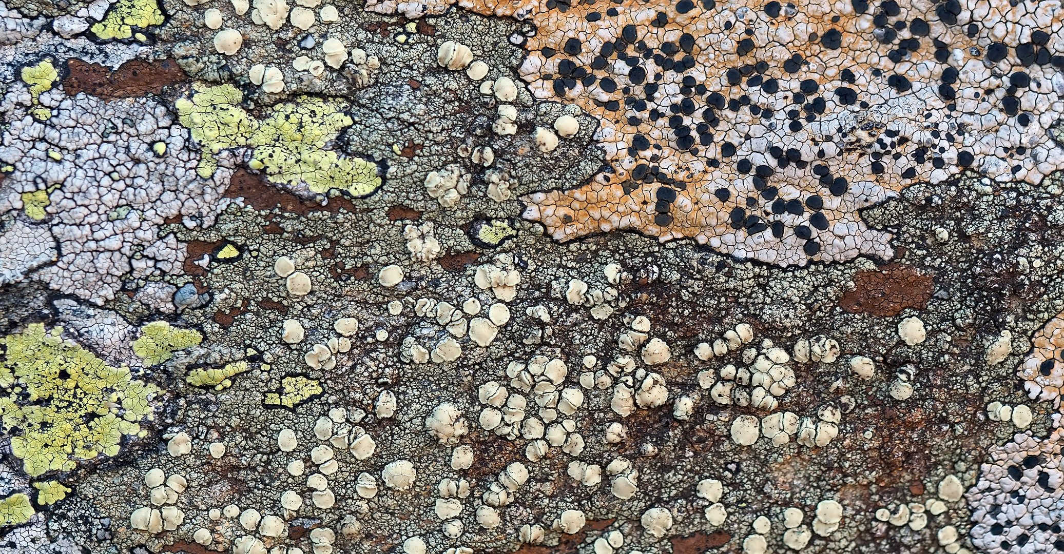 Im abgelegenen und stillen Tal fühlen sich die Flechten wohl..! - Des lichens de la haute montagne.