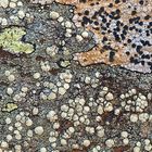 Im abgelegenen und stillen Tal fühlen sich die Flechten wohl..! - Des lichens de la haute montagne.