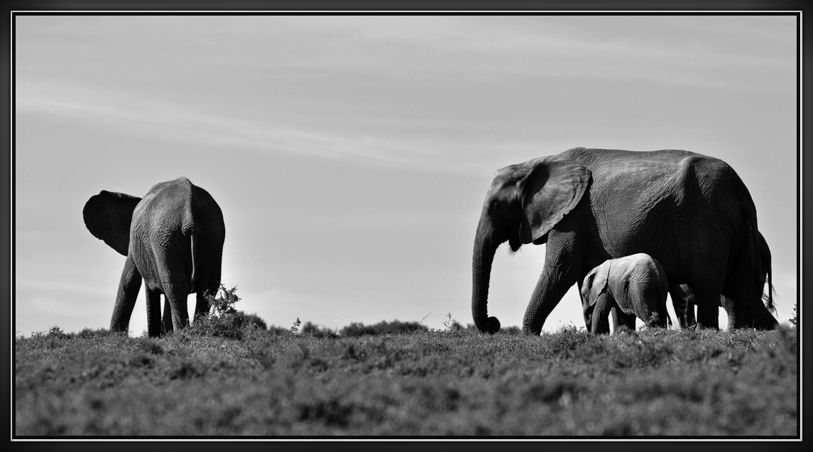 im Addo Elephant Park