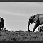 im Addo Elephant Park