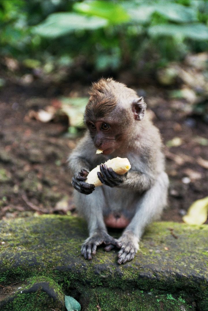 Im Affenwald von Ubud