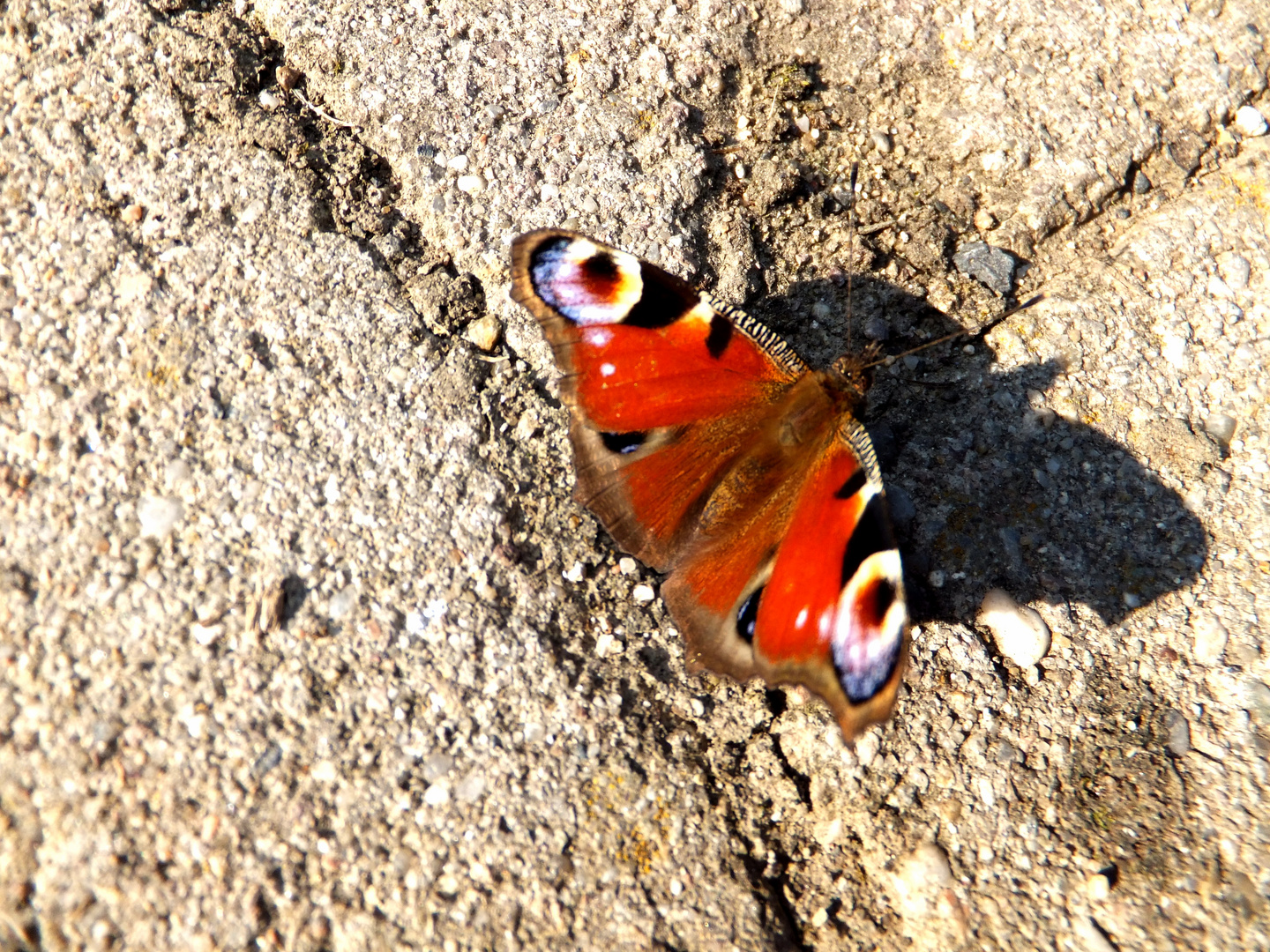 I`m afraid of butterflies