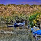 Im Albufera Naturpark Schilfland