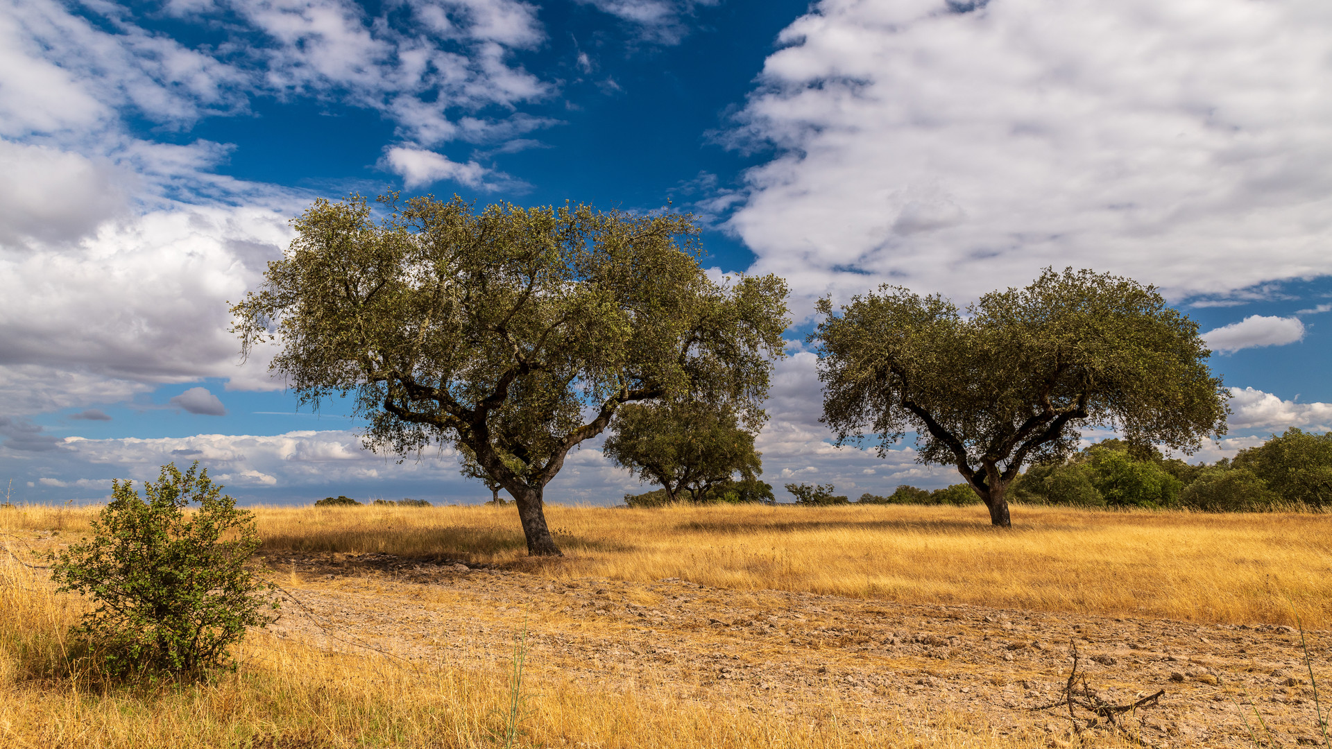 Im Alentejo in der Region Evora