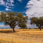 Im Alentejo in der Region Evora