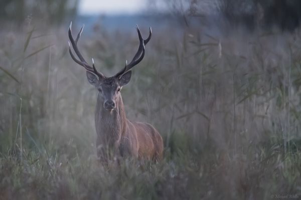 Im allerletzten Licht