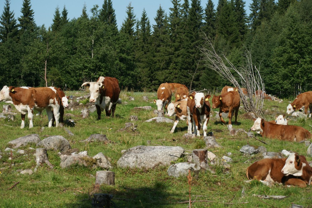 Im Allgäu...