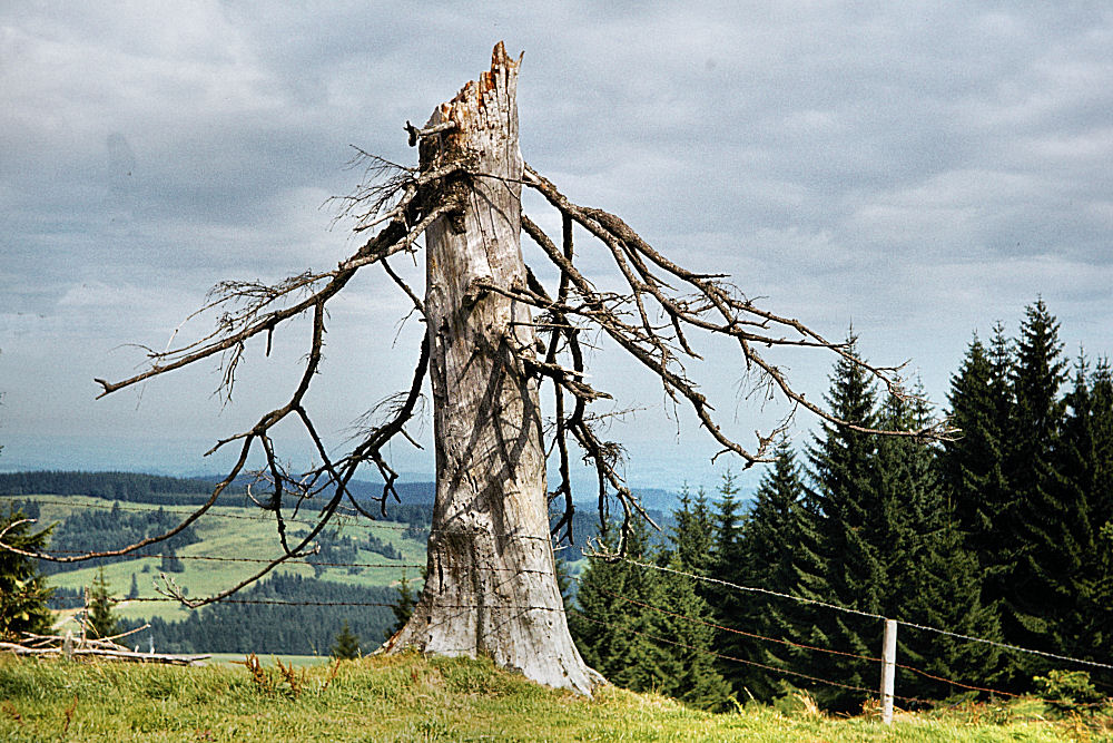 Im Allgäu