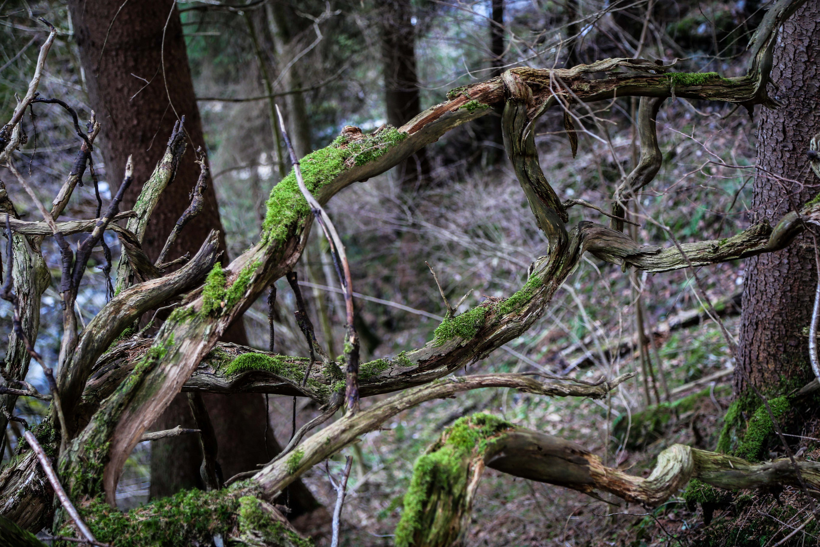 Im Allgäuer Zauberwald