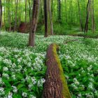 Im Allium-Wald