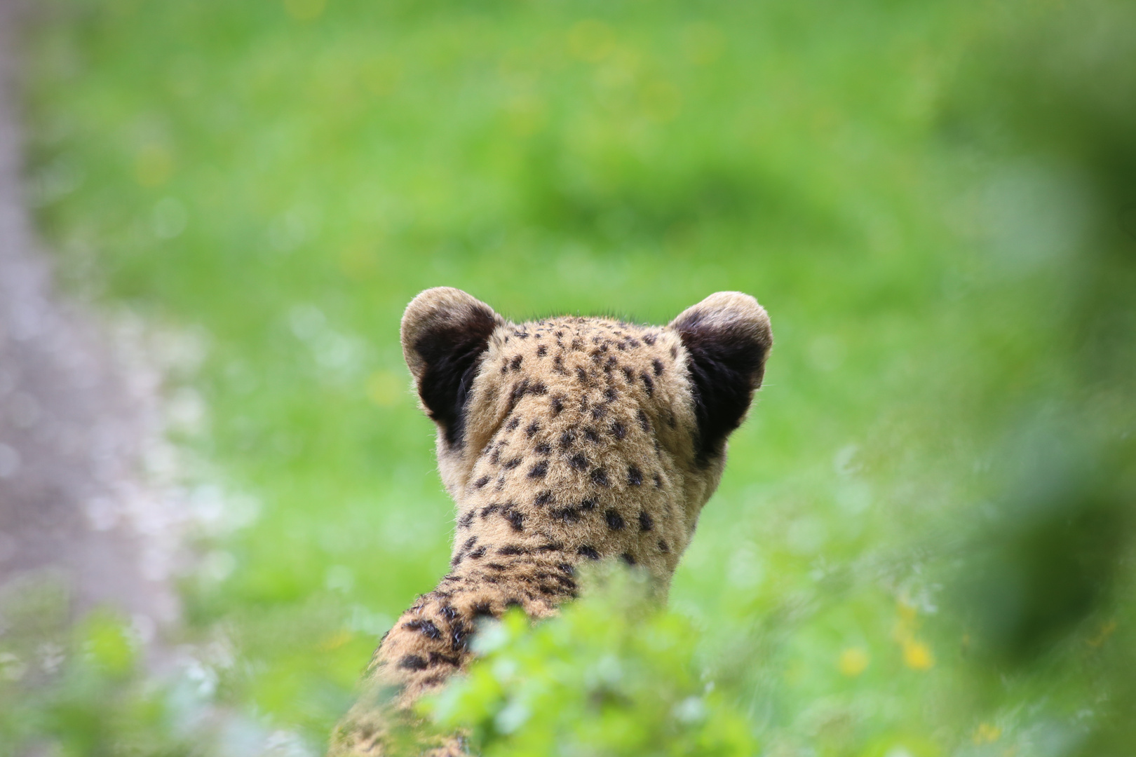 Im Allwetter Zoo Münster 2