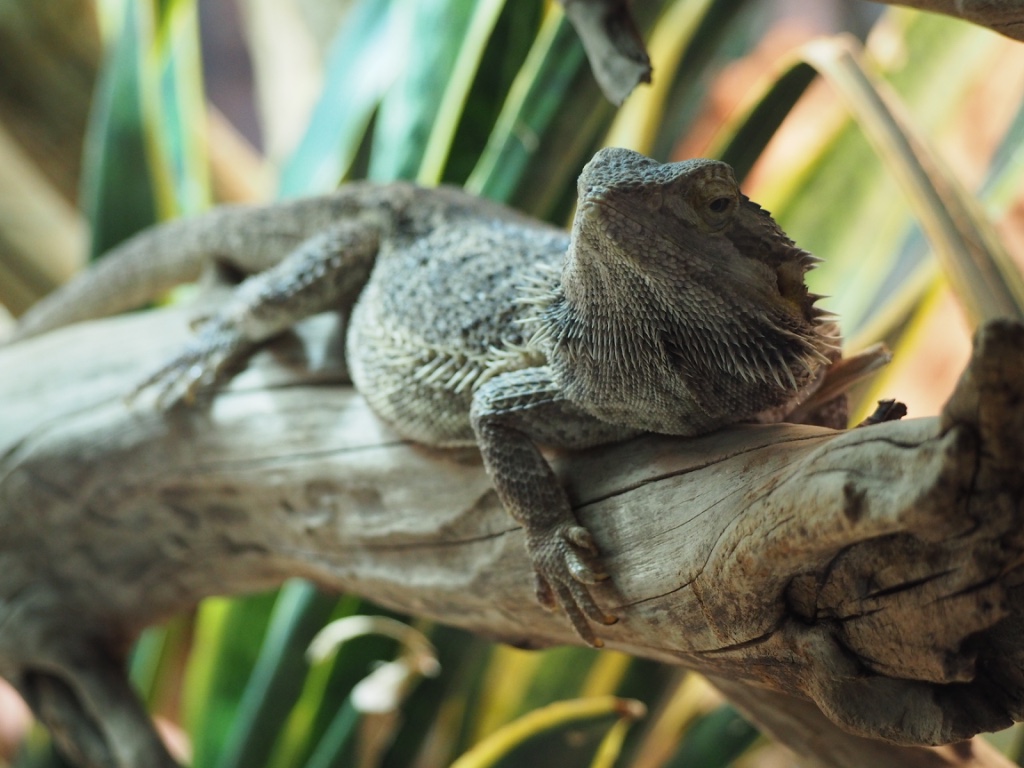 Im Allwetterzoo Münster 1