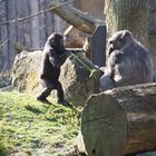 Im Allwetterzoo Münster 2