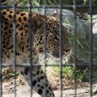 Im Allwetterzoo Münster 3