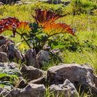 Im Alpenblumengarten – ein anderer Bildschnitt