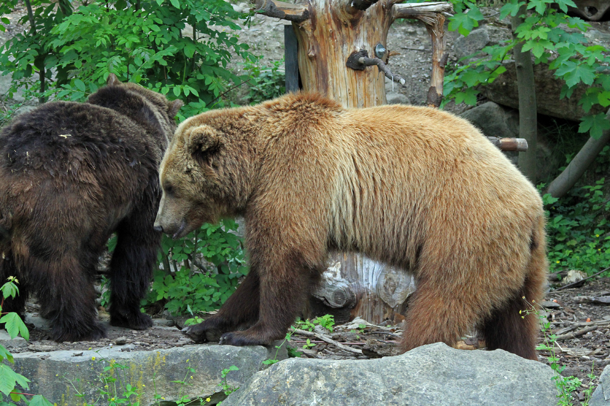 Im Alpenzoo Innsbruck