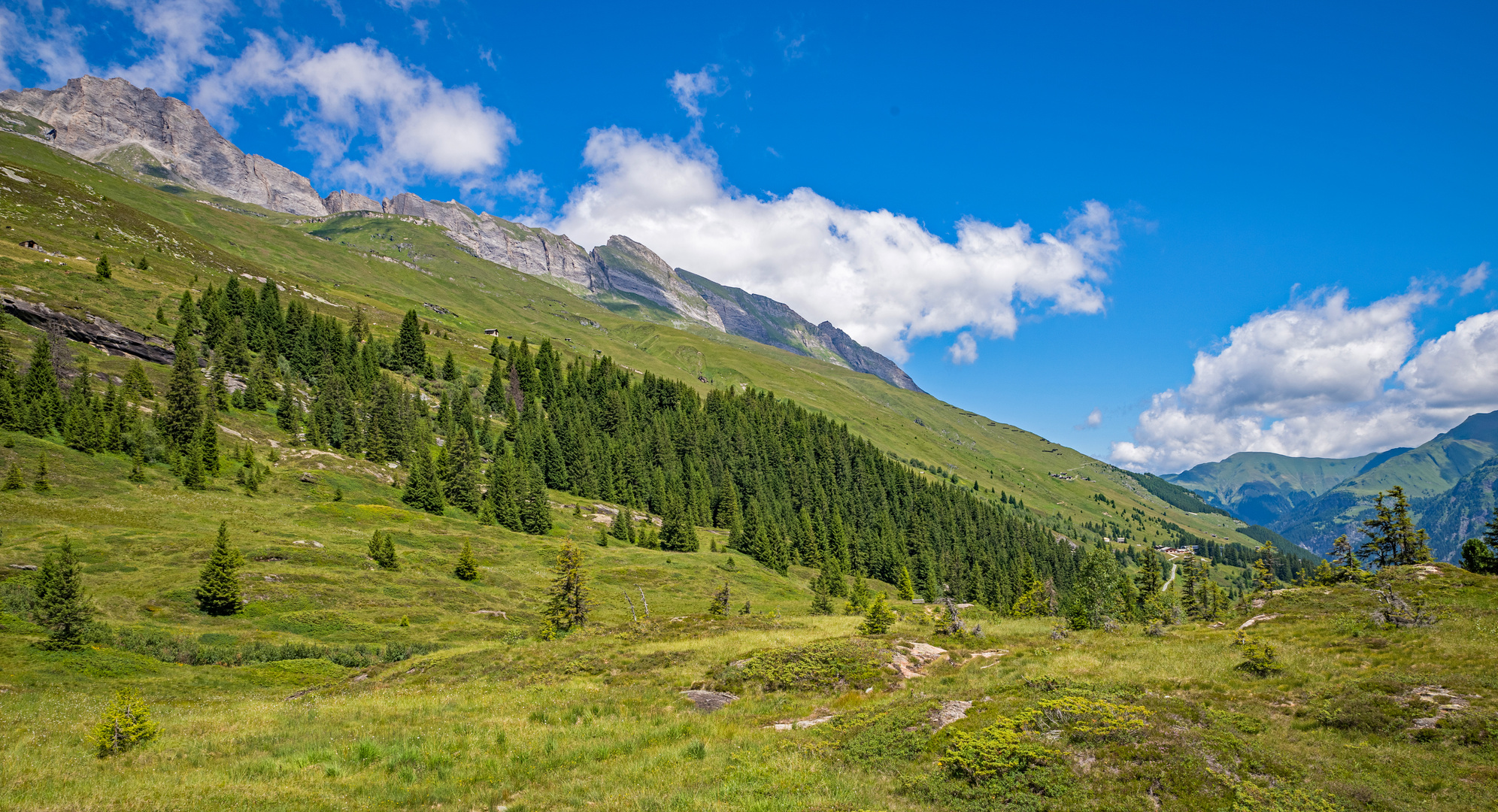 Im alpinen Hochmoor