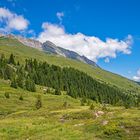 Im alpinen Hochmoor