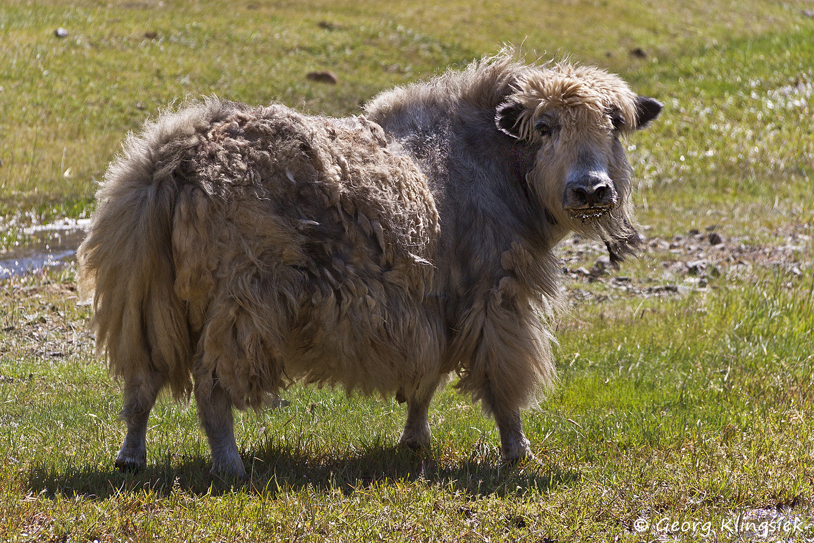 Im Altaigebirge … 