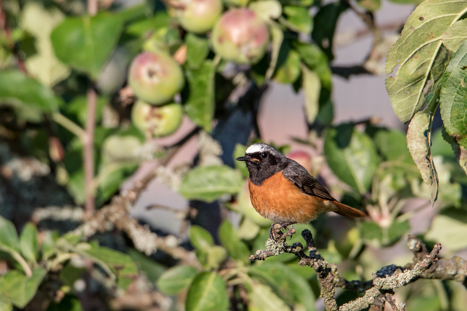 Im alten Apfelbaum.