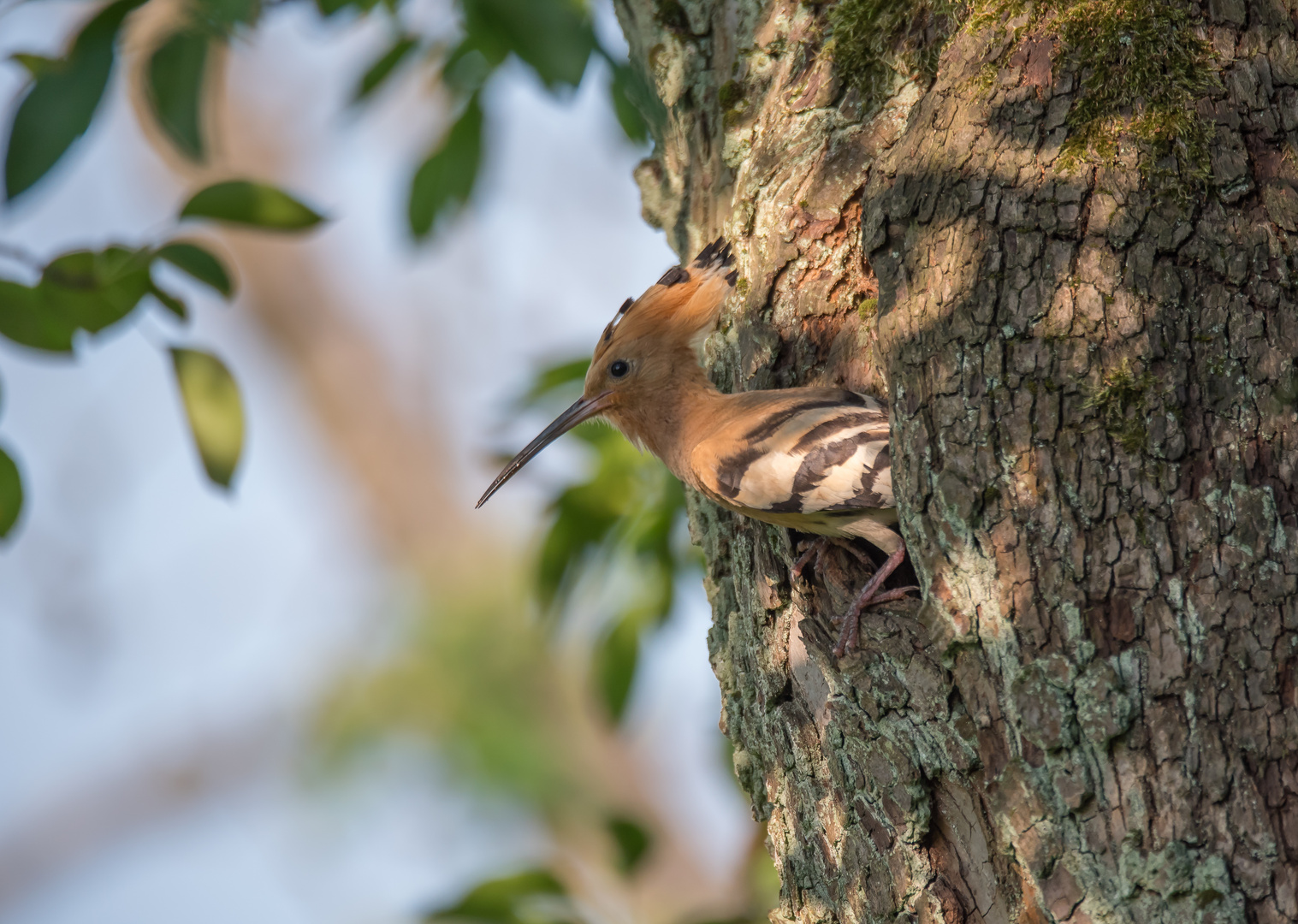 Im alten Birnenbaum