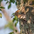 Im alten Birnenbaum